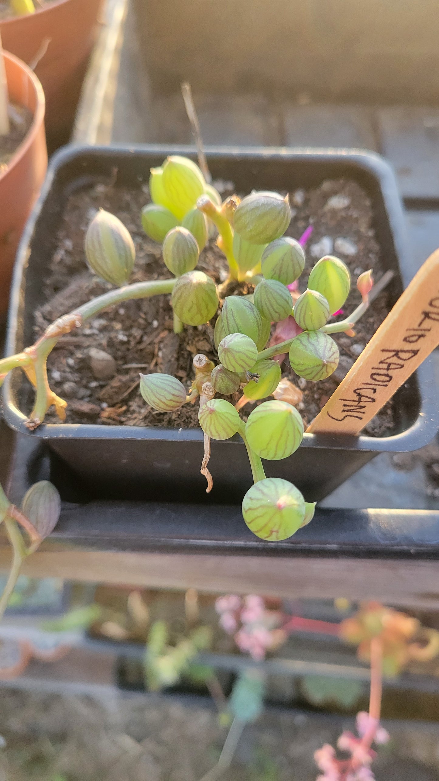 Curio Radicans 4"