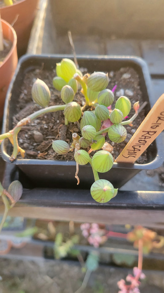 Curio Radicans 4"