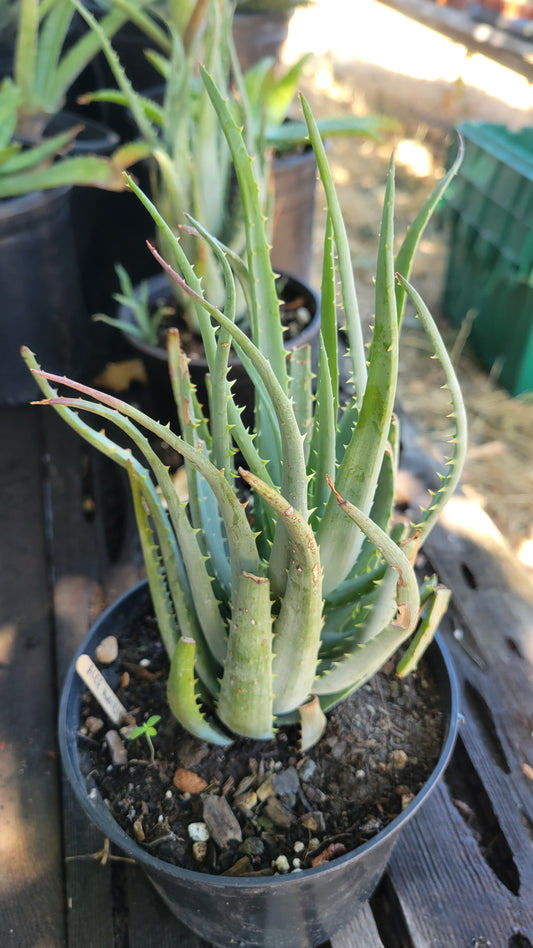 Aloe Humilis 1 Gal