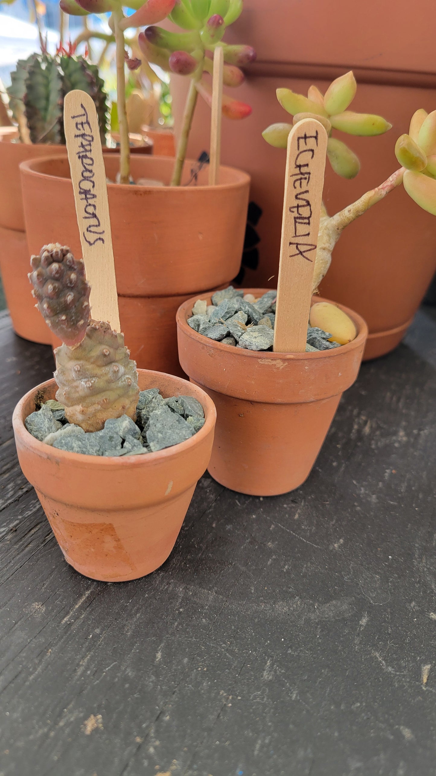 Potted Cacti $5