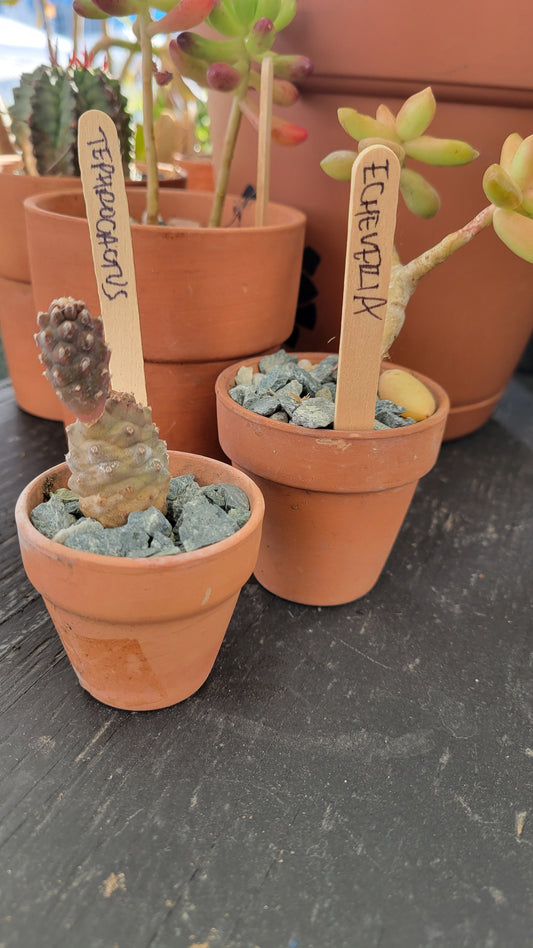 Potted Cacti $5