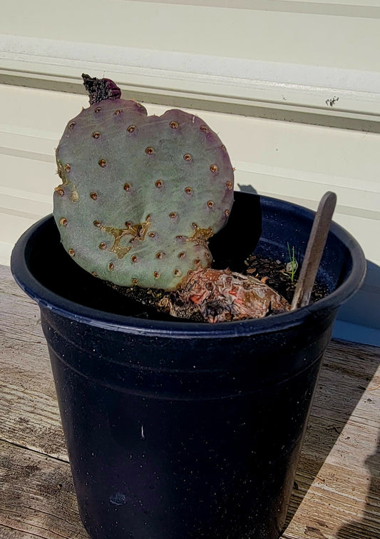 Opuntia Basilaris 1 Gal
