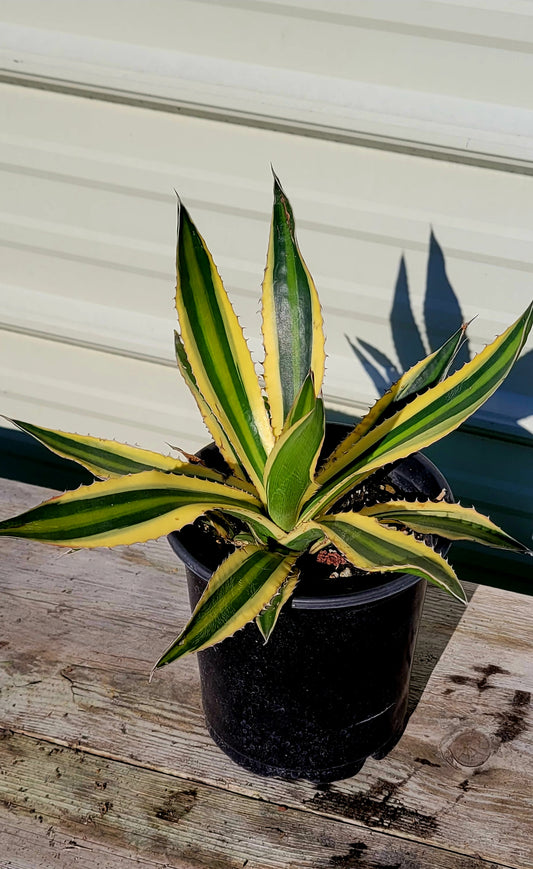 Agave Quadricolor