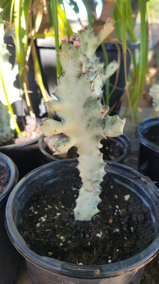 Euphorbia Lactea Var 1 Gal