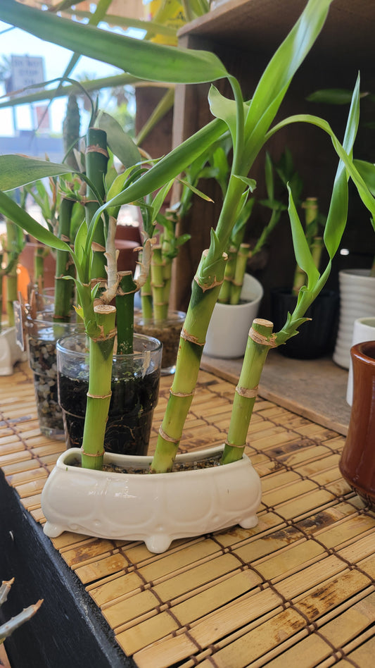 Bamboo Multistalk