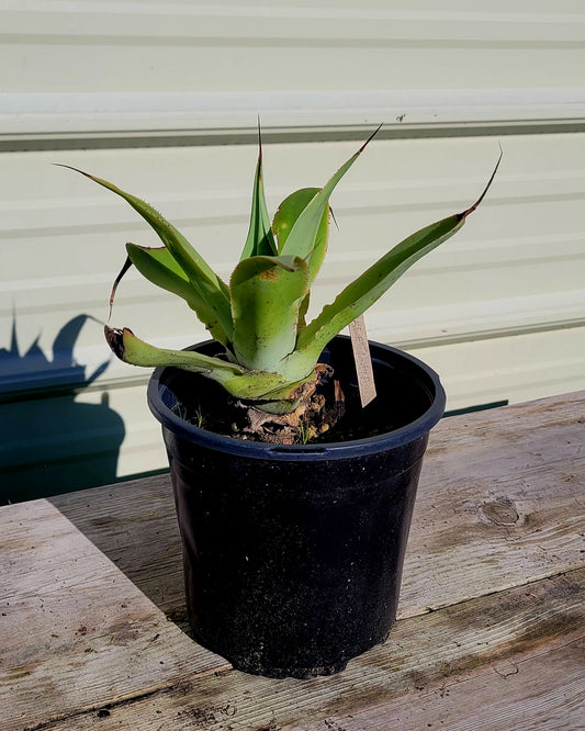 Agave attenuata