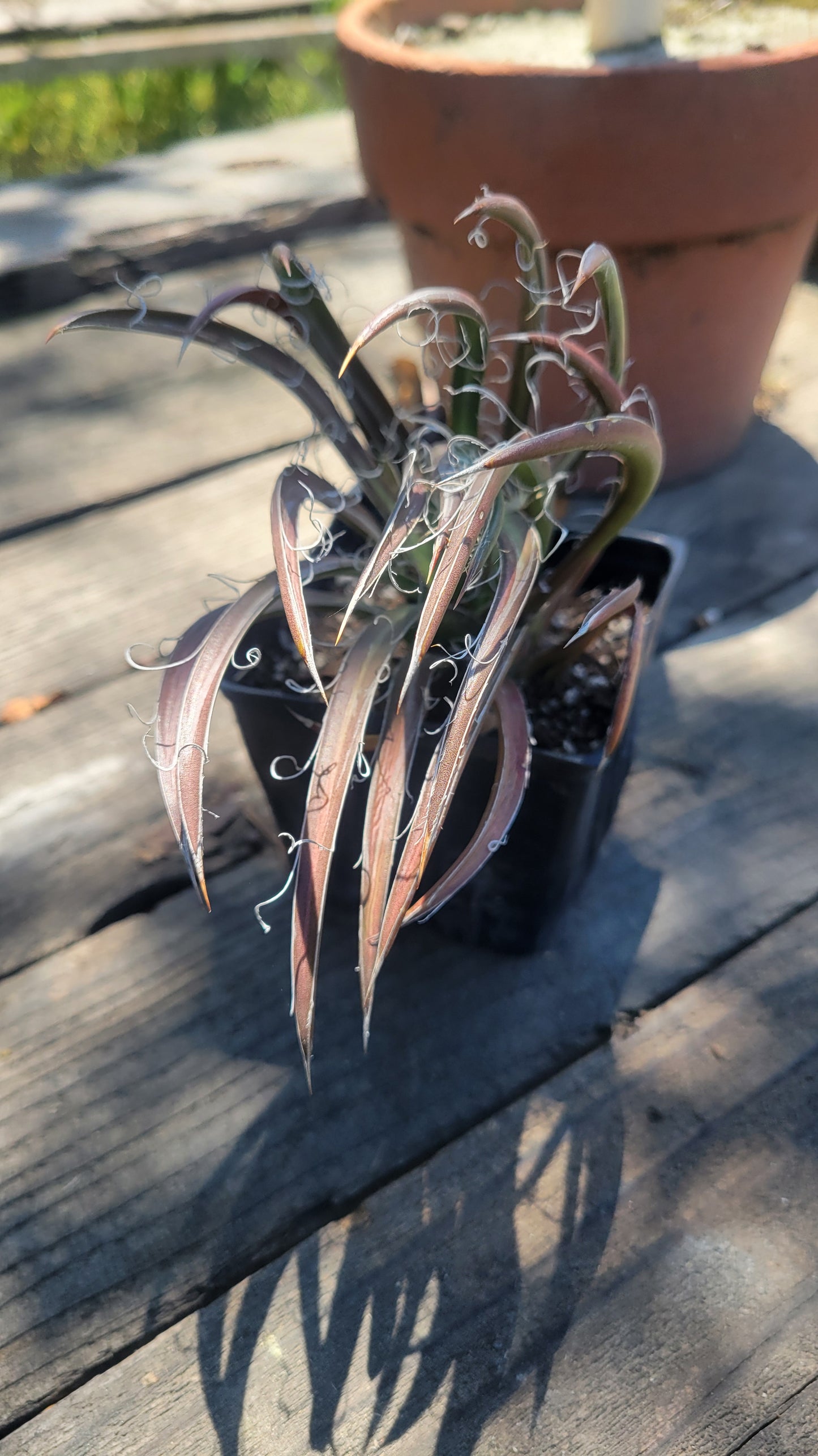 Agave Filifera 4"