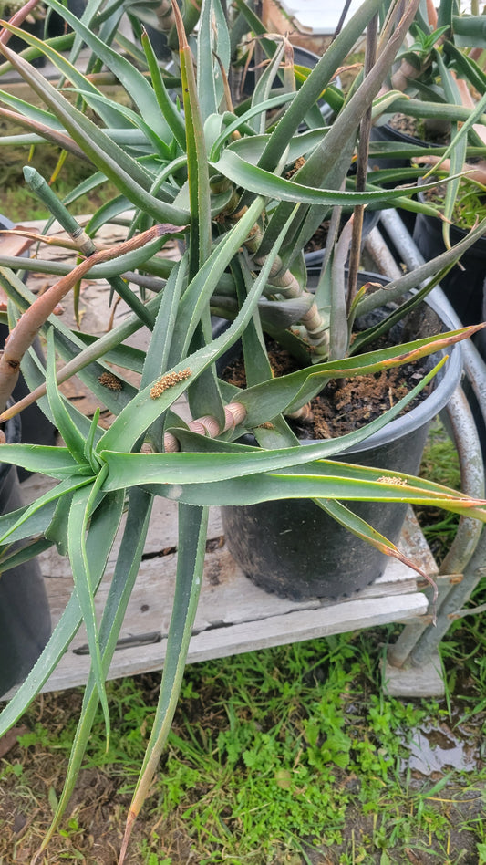 Aloe Ciliaris 5 gal