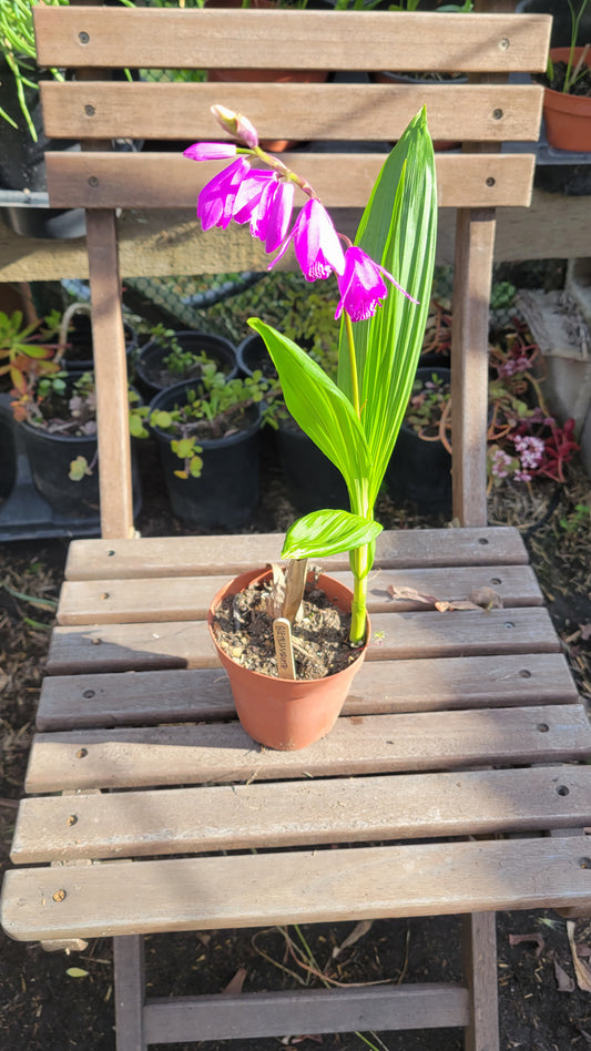 Bletia Striata 4"