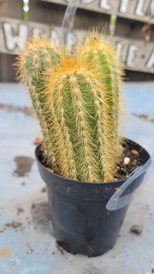 Pilocereus pachycladus 4"
