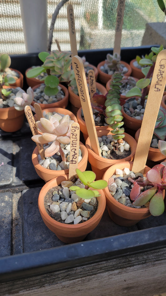 Potted Succulent $5