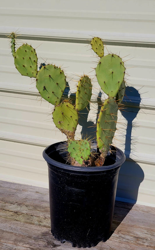Opuntia Engelmannii 5 Gal