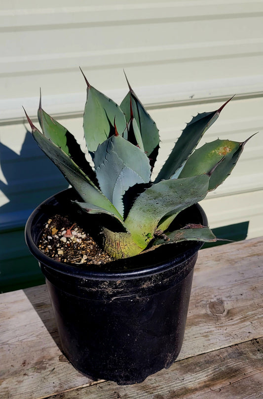 Agave Paryii 2 Gal