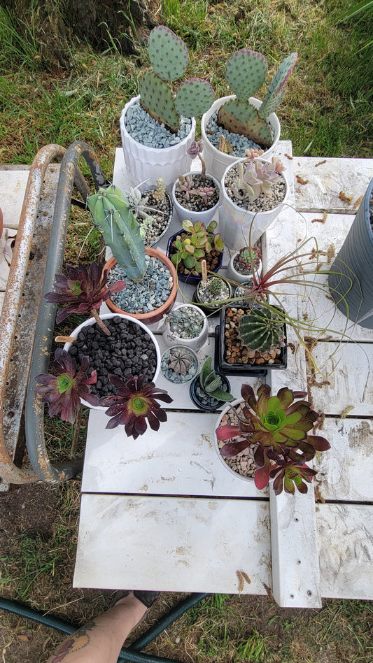 Potted Cacti $10