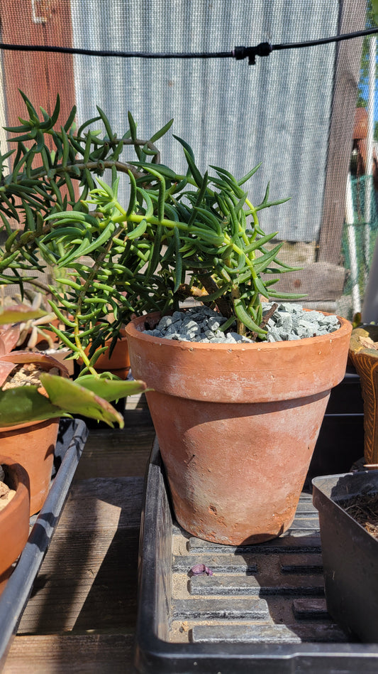 Potted Succulent $15