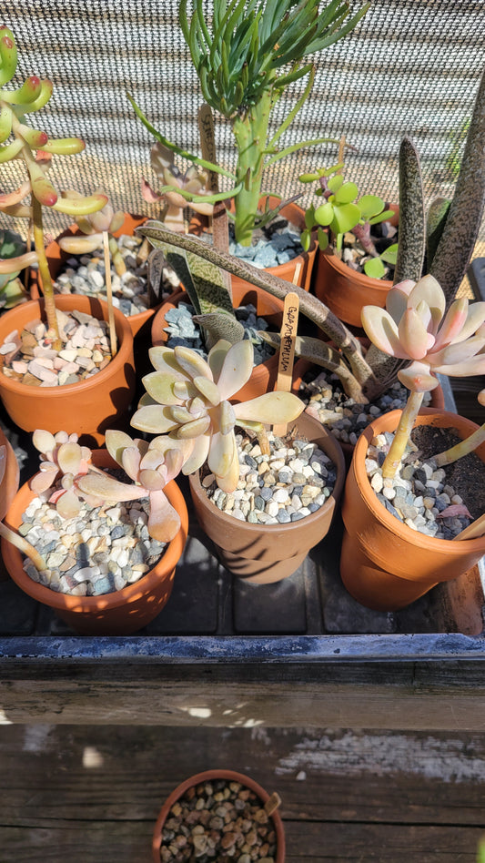 Potted Succulent $8