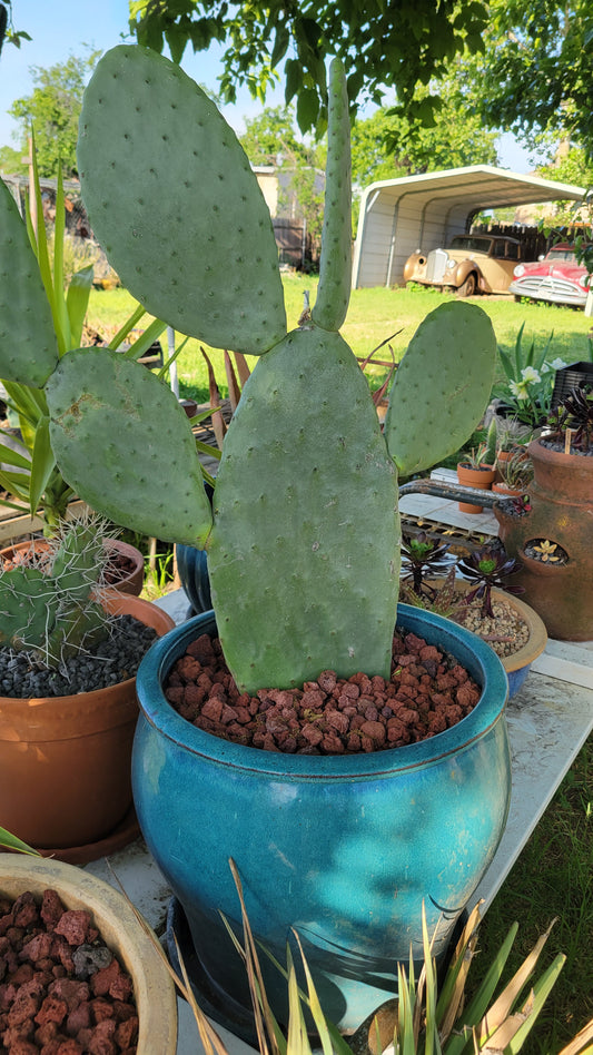 Potted Cacti $45