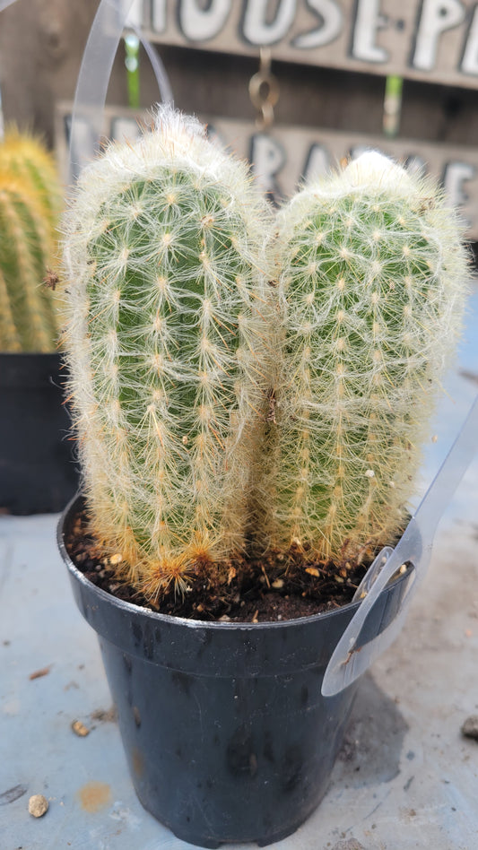 Espostoa lanata 4"