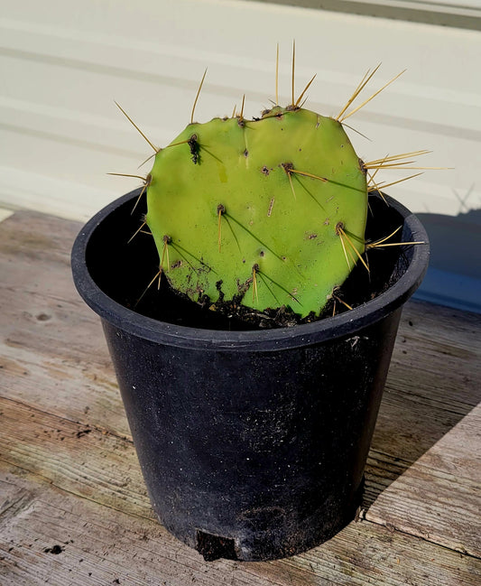Opuntia Engelmannii 1 Gal