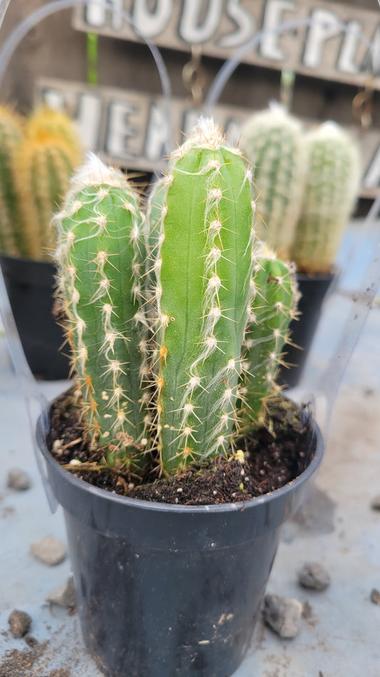 Pilocereus Glaucens 4"