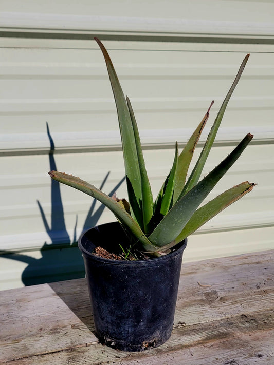 Aloe Barbadensis 1 Gal