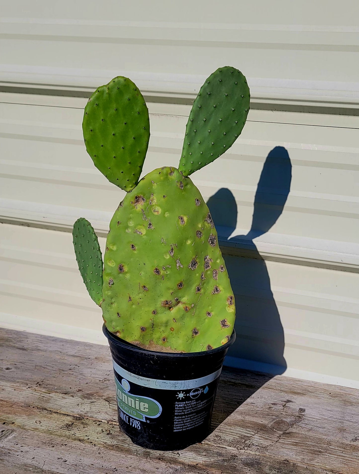 Opuntia Ficus 1 Gal