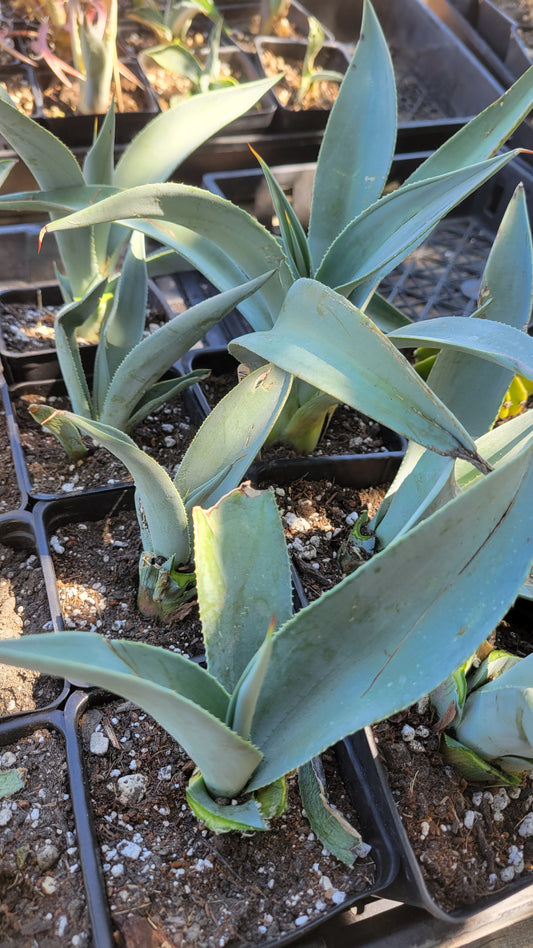 Agave Vilmoriniana 4"