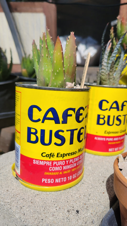 Potted Succulent $12