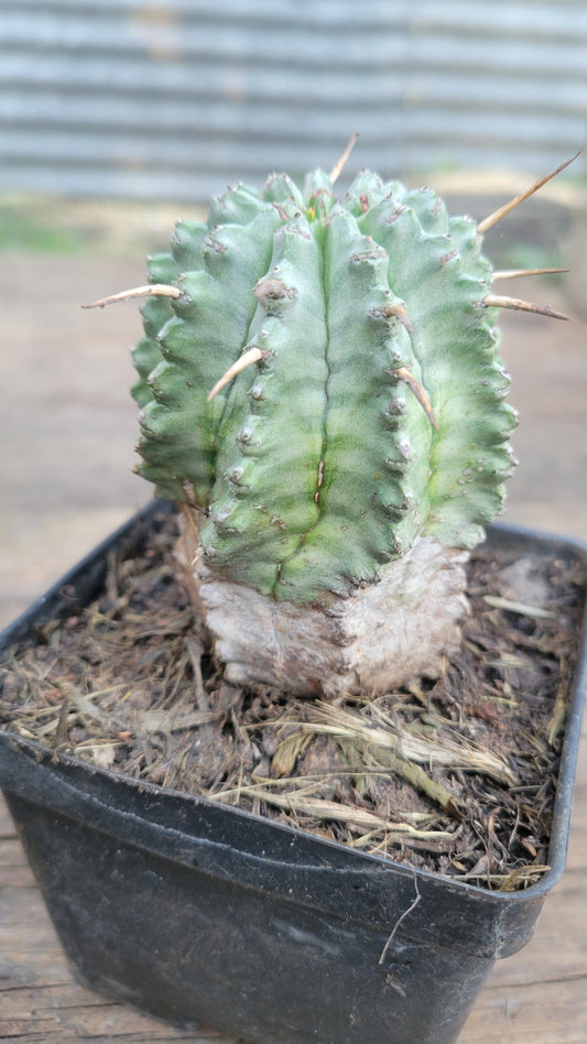 Euphorbia Horrida 4"