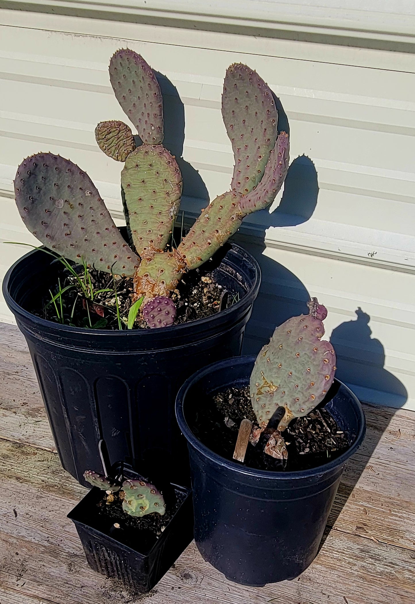 Opuntia Basilaris 4"