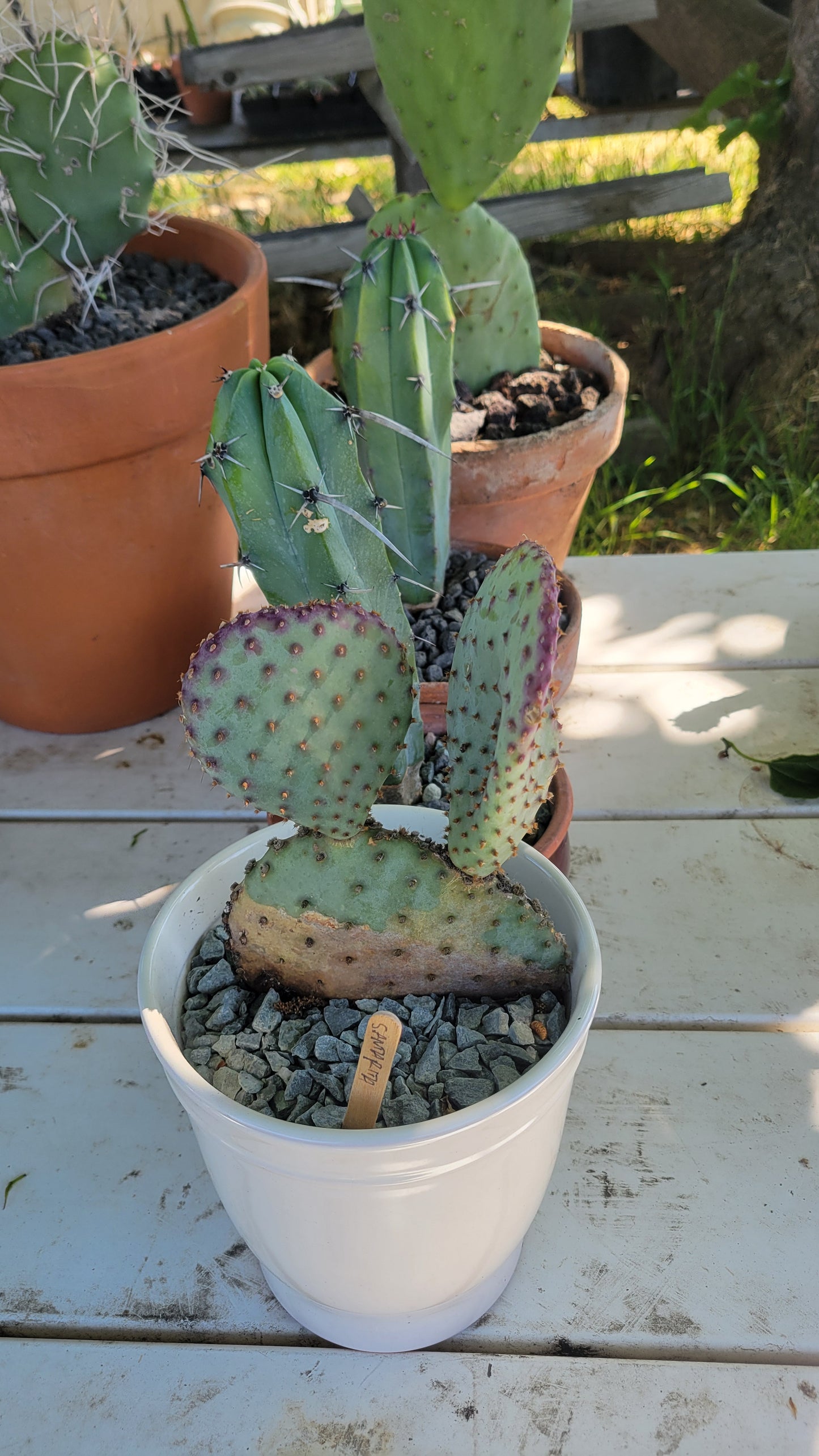 Potted Cacti $15