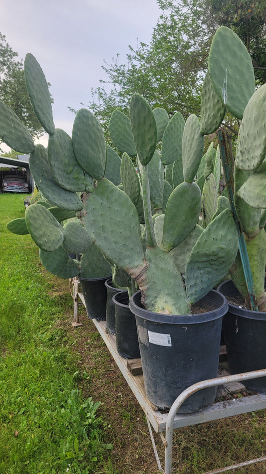 Opuntia Ficus 15 Gal