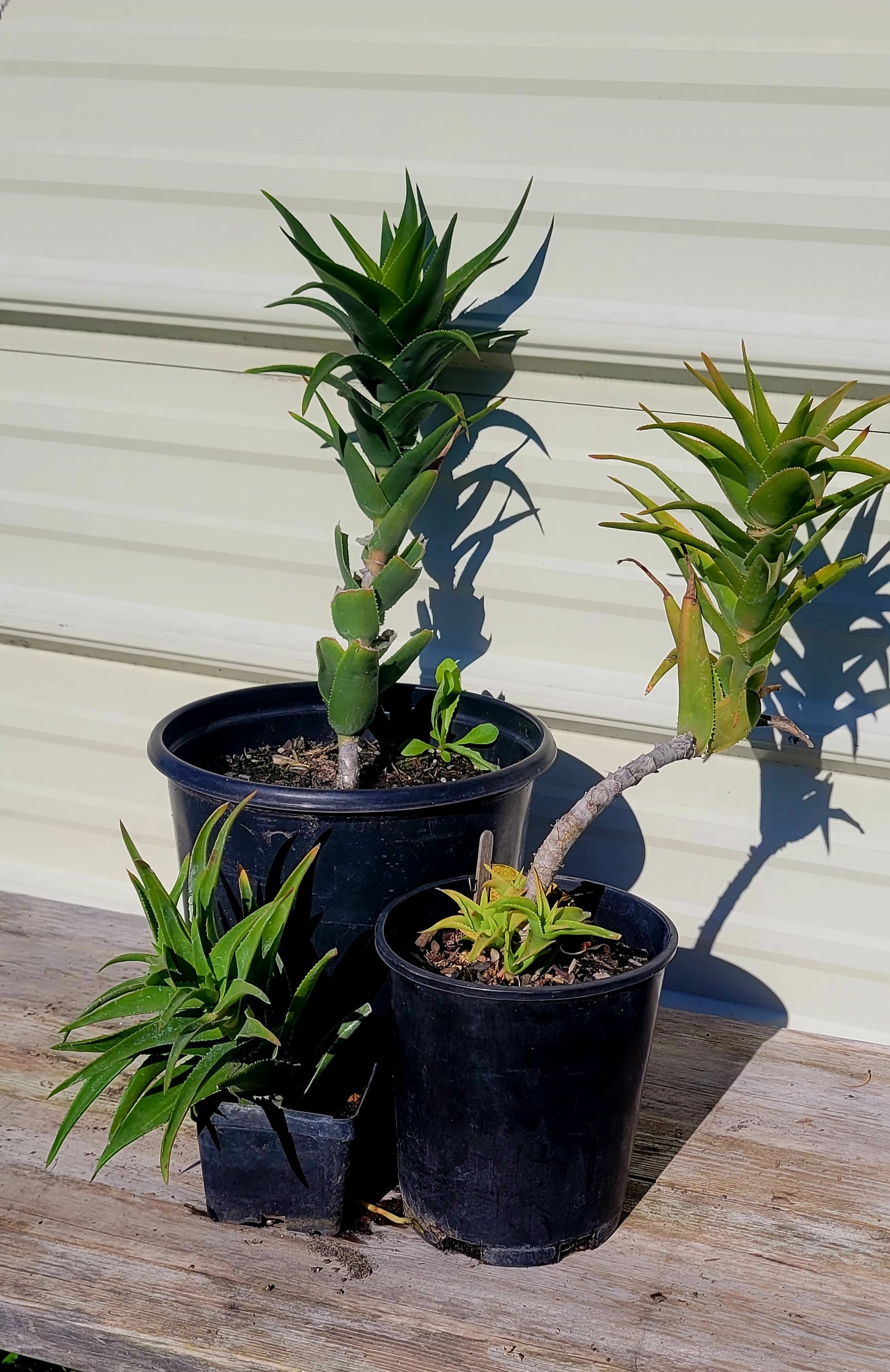 Aloe Ciliaris 4"