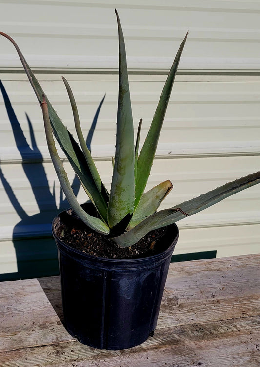 Aloe Barbadensis 3 Gal