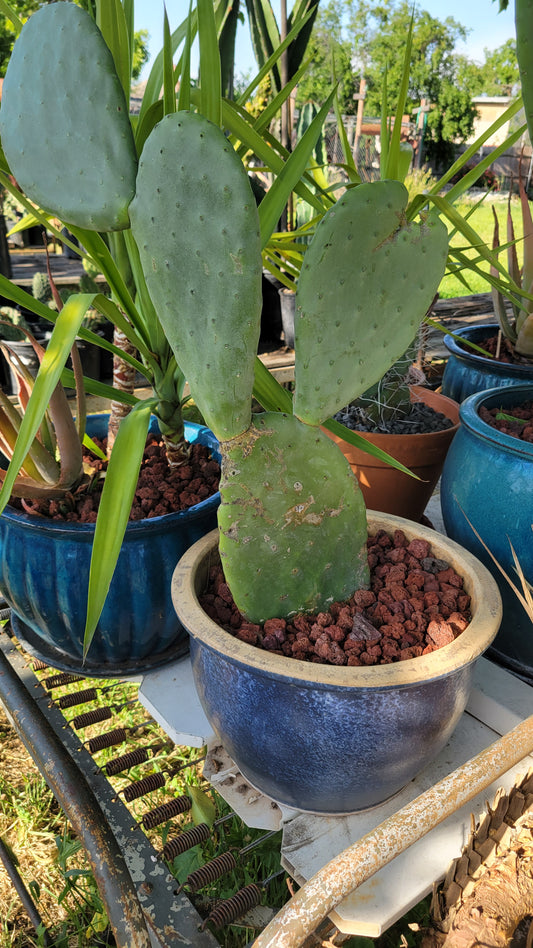 Potted Cacti $35