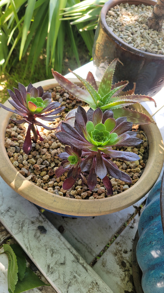Potted Succulent $35