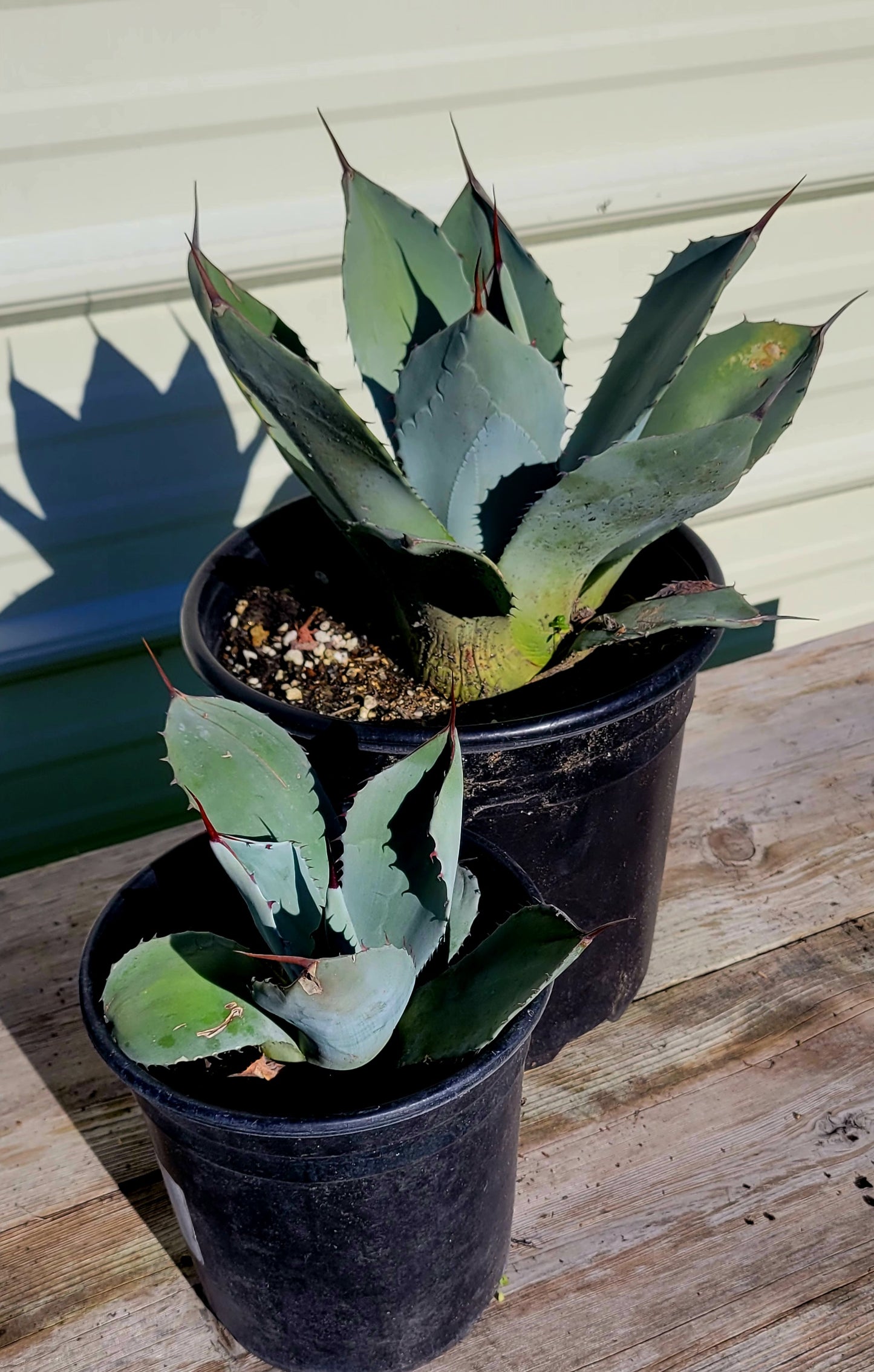 Agave Paryii 2 Gal