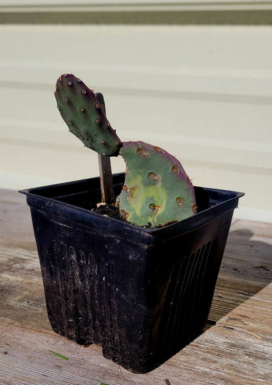 Opuntia Basilaris 4"