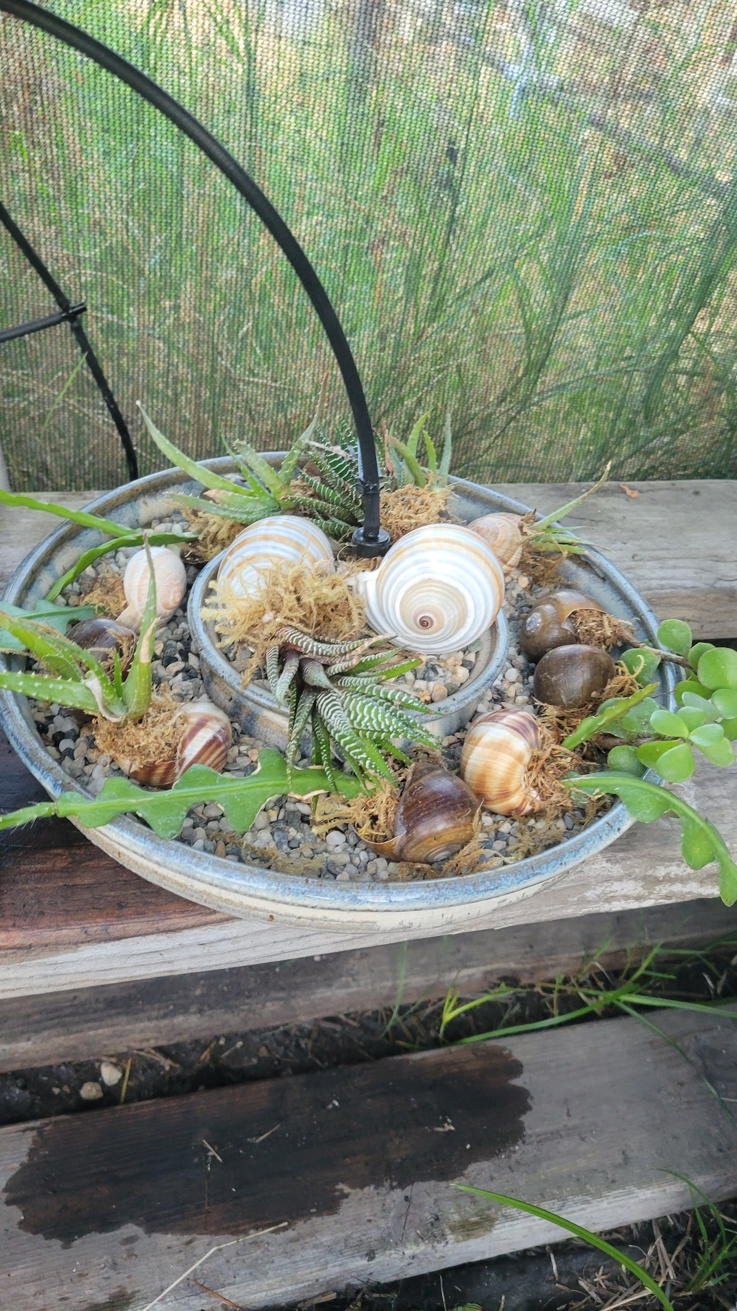 Succulent Shells Small