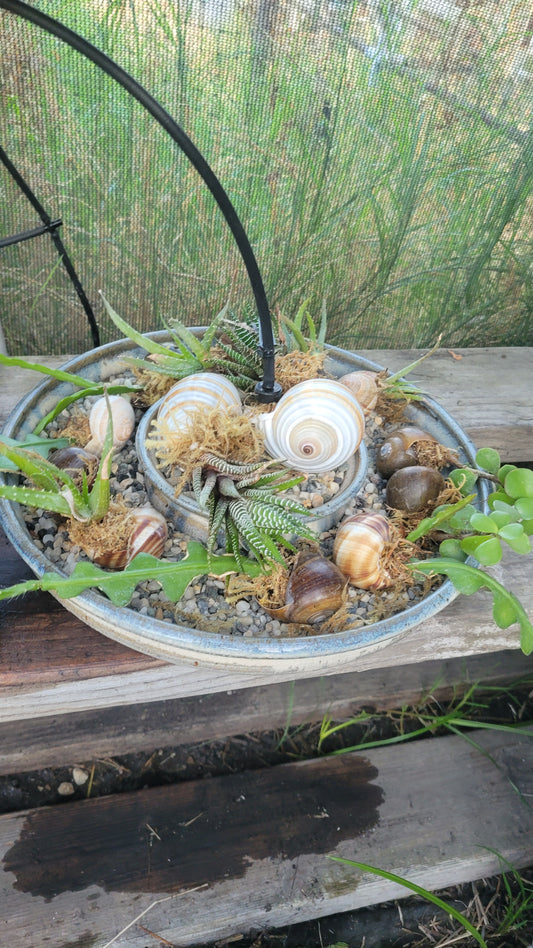 Succulent Shells Large