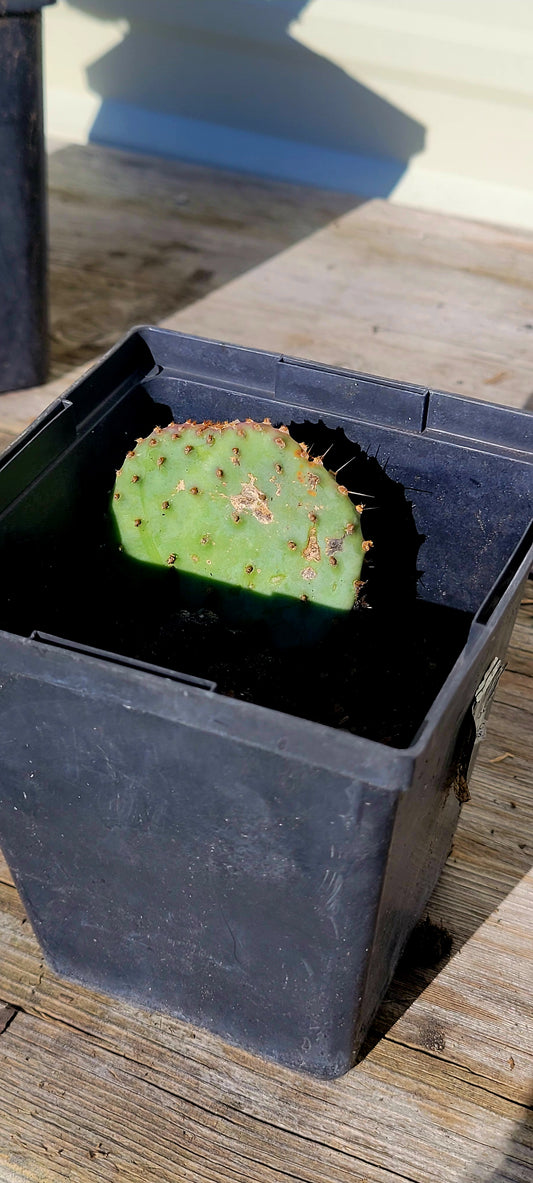 Opuntia Santa Rita Spineless 4"