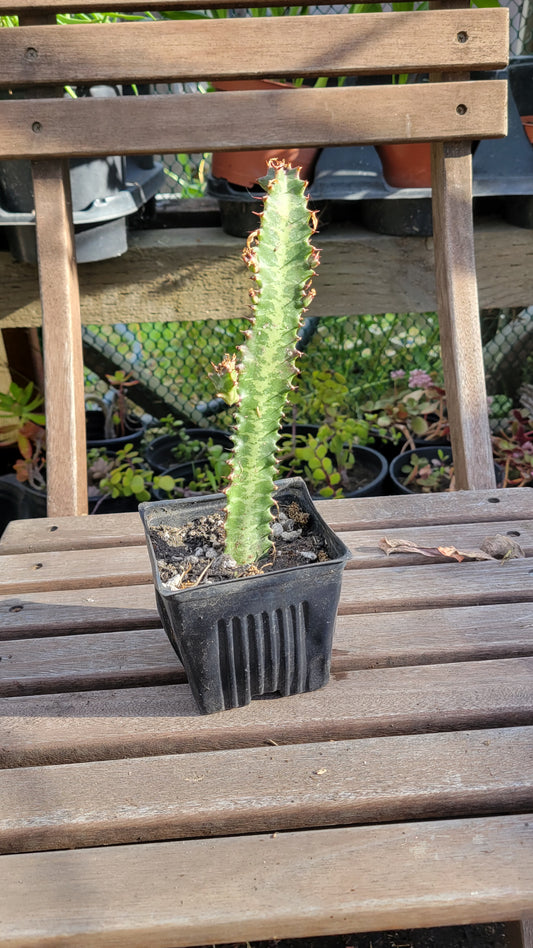 Euphorbia Trigona