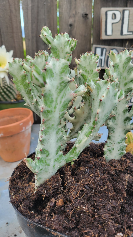 Euphorbia Lactea 1gal