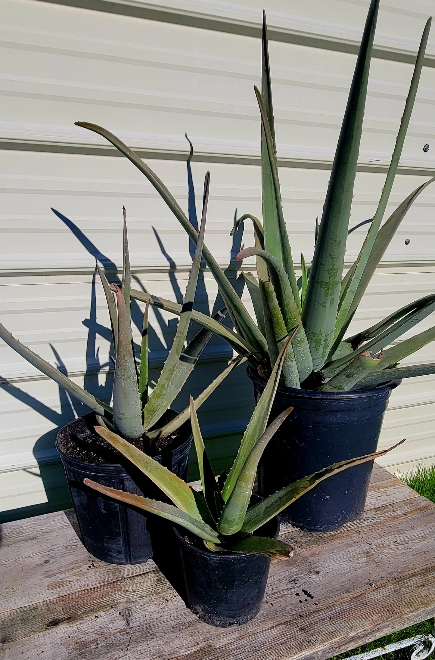 Aloe Barbadensis 15 Gal