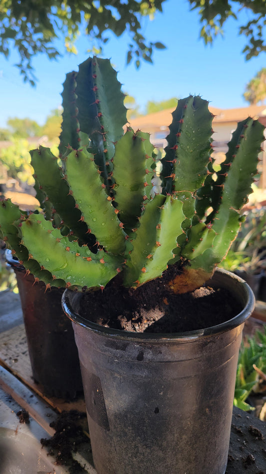 Euphorbia Resinifera 1 Gal