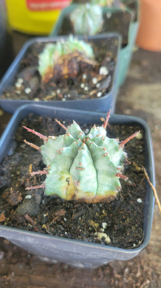 Euphorbia Horrida 2"