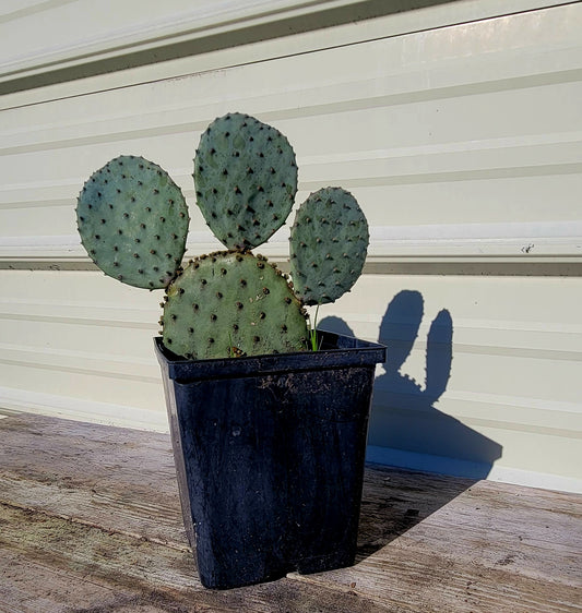 Opuntia Santa Rita Spineless 1 Gal