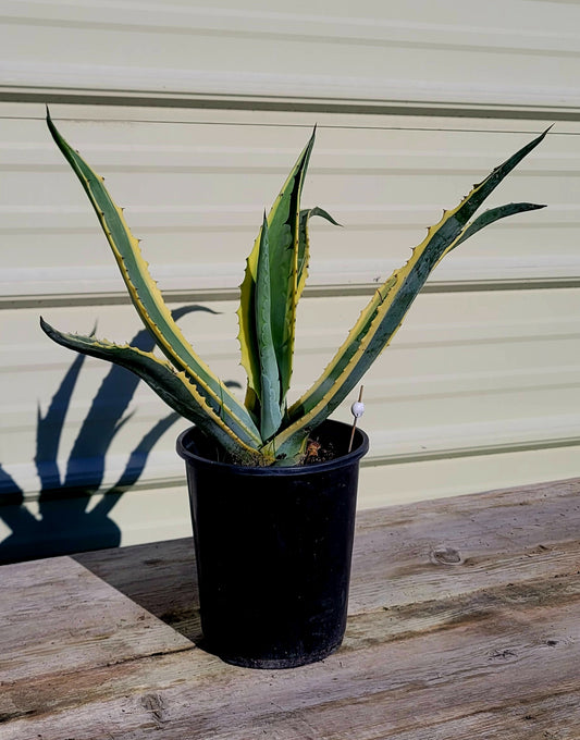 Agave Americana Var. 1 Gal