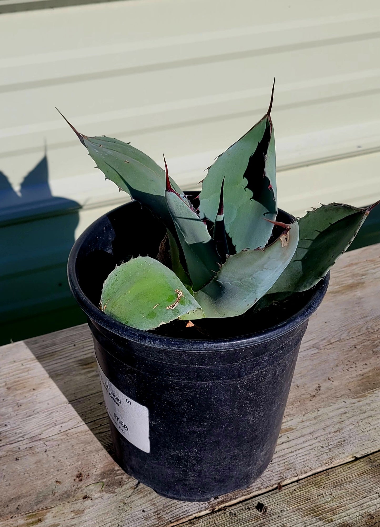 Agave Paryii 1 Gal