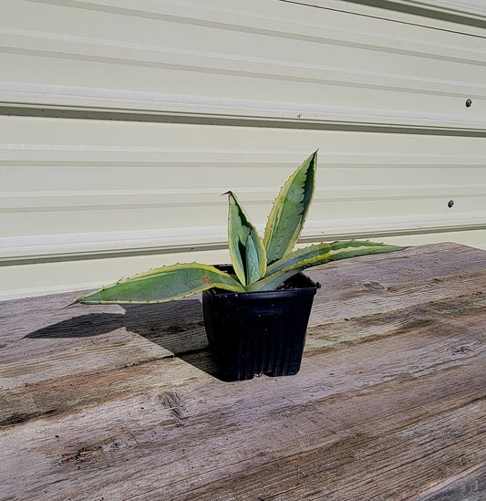 Agave Americana Var. 4"